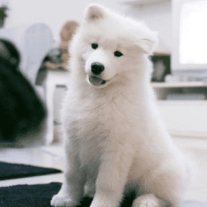 Samoyed Puppies