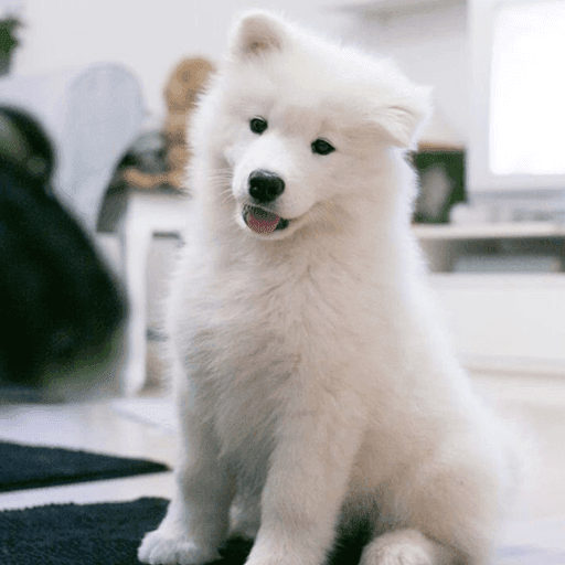 Samoyed Puppies