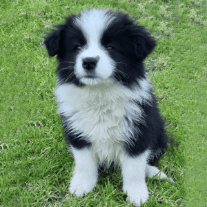 Border Collie Puppies