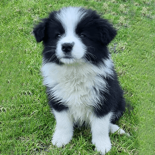 Border Collie Puppies - Imported