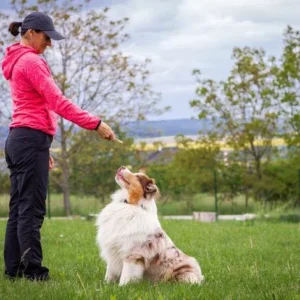 Puppyfy UAE - Obedience Training