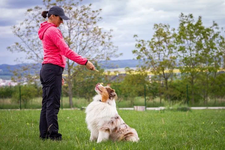 Puppyfy UAE - Obedience Training