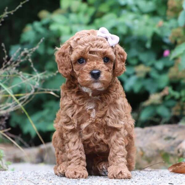 Puppyfy UAE - Cavapoo-puppy