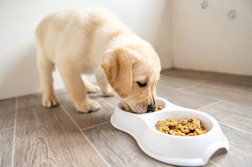Puppyfy UAE - Feeding Puppy Guide