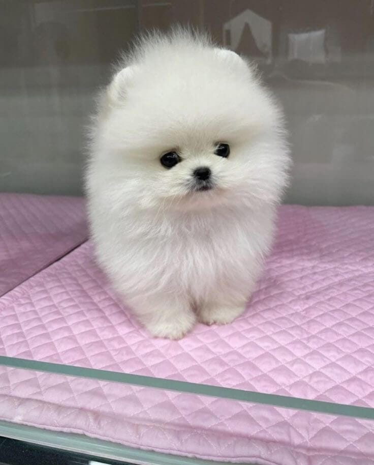 Pomeranian Puppies - Image 2