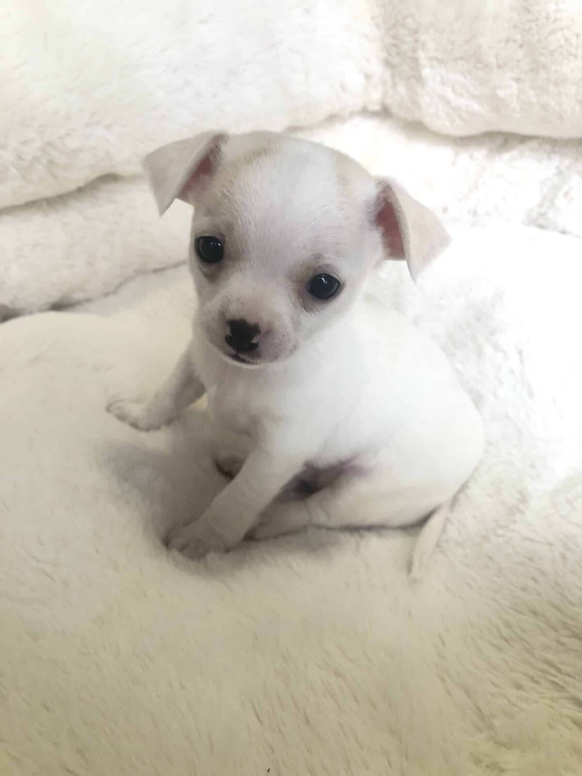 Chihuahua Puppies - Image 3