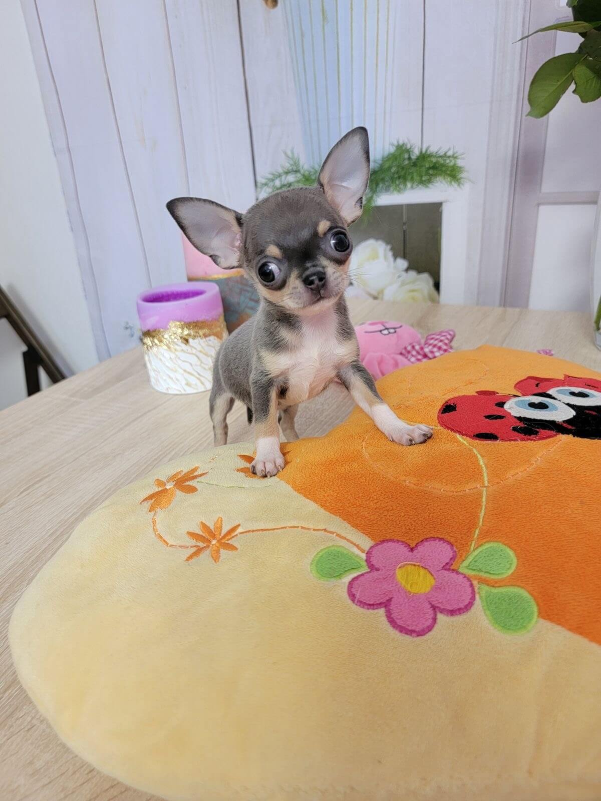 Chihuahua Puppies - Image 2