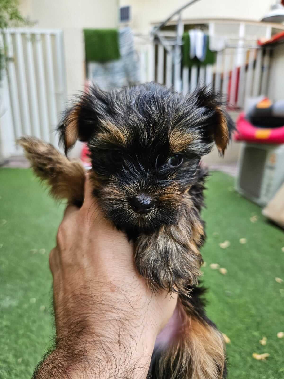 Puppyfy UAE - Mini Yorkie Puppies