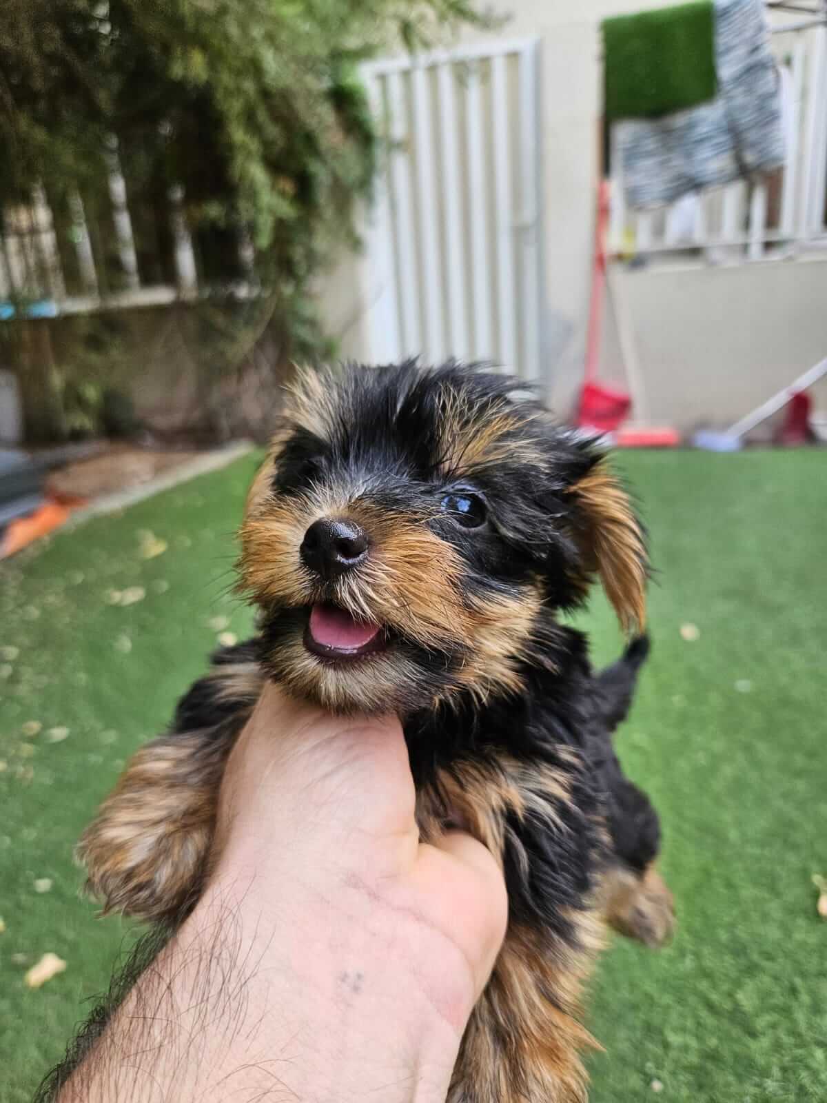 Puppyfy UAE - Mini Yorkie Puppies