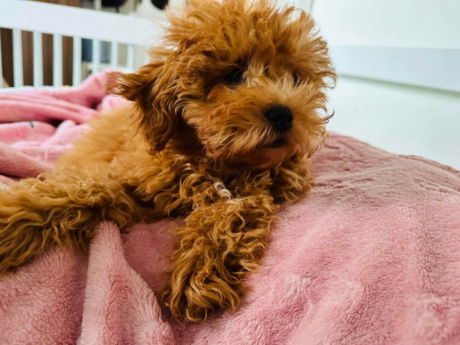 Puppyfy UAE - Cavapoo-puppy