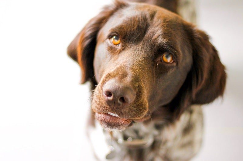 Puppyfy UAE - Board-and-train-programs