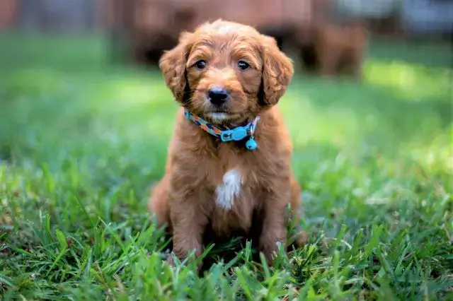 Puppyfy UAE - Cavapoo-puppy