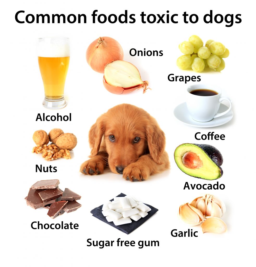 Puppyfy UAE - Dangerous-foods-for-pets