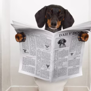 Puppyfy UAE - Potty Training