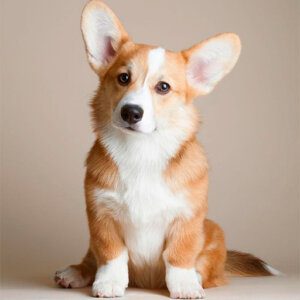 Corgi Welsh Puppies