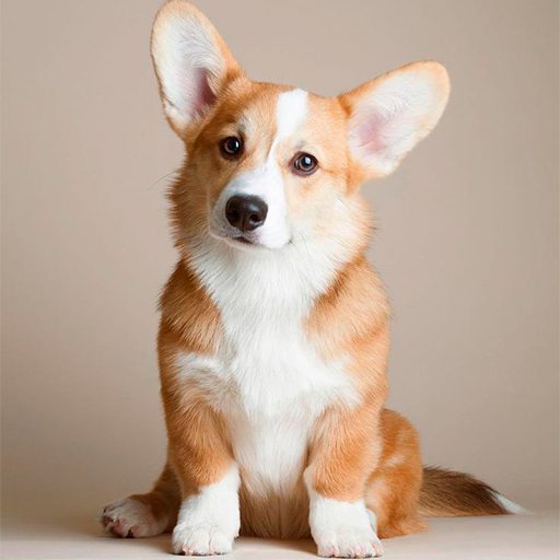 Corgi Welsh Puppies - Imported