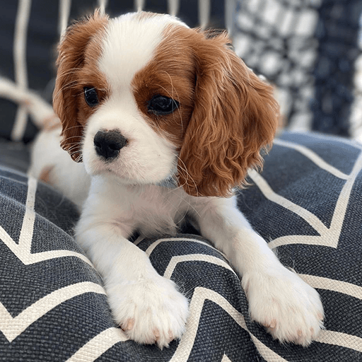 King Charles Spaniel Puppies
