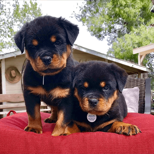 Rottweiler Puppies '