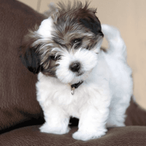 Havanese Puppies