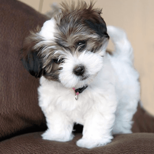 Havanese Puppies