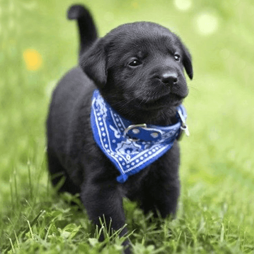 Black Labrador Puppies