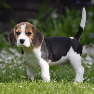Beagle Puppies