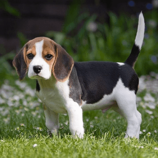Beagle Puppies