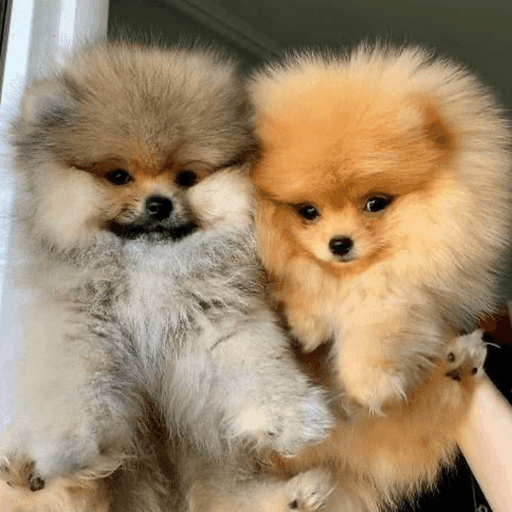 Pomeranian Puppies