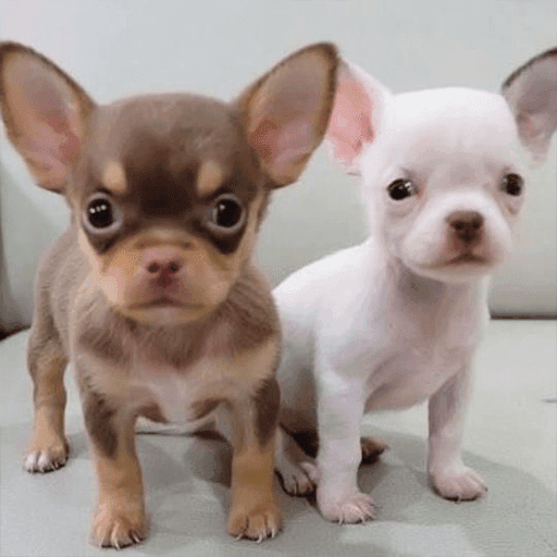 Chihuahua Puppies