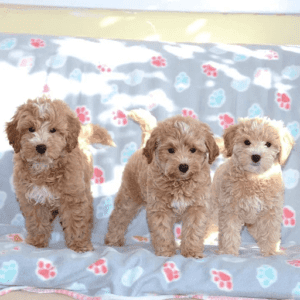 Maltipoo Puppies