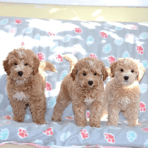 Maltipoo Puppies