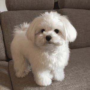 Maltese Puppies