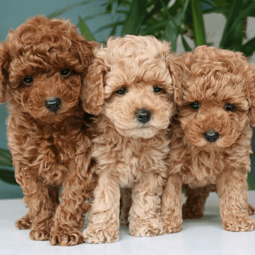 Toy Poodle Puppies