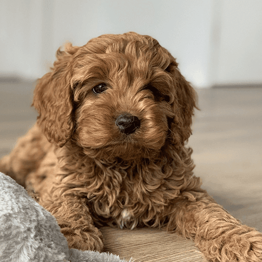Cockapoo Puppies