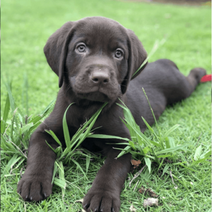 Chocolate Labrador Puppies
