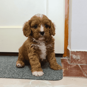 Cavapoo Puppies