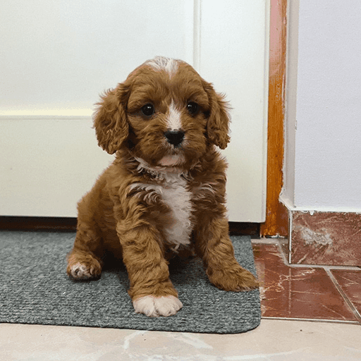 Cavapoo Puppies