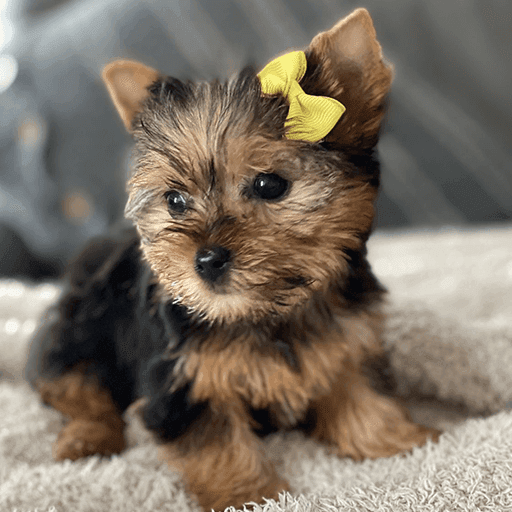 Yorkie Puppies
