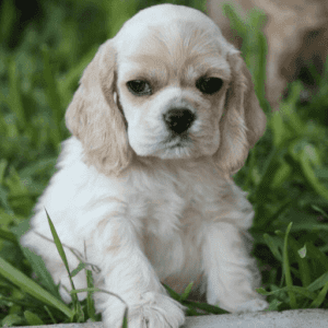 American Cocker Spaniel Puppies