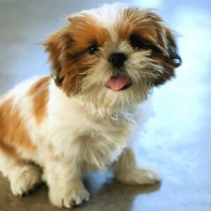 Shih-tzu Puppies