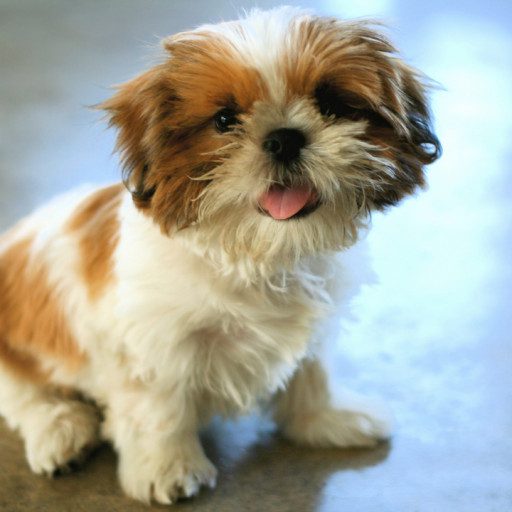 Shih-tzu Puppies