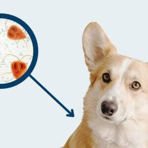 Giardia in Puppies: Symptoms, Treatment & Prevention Every Dog Owner Should Know